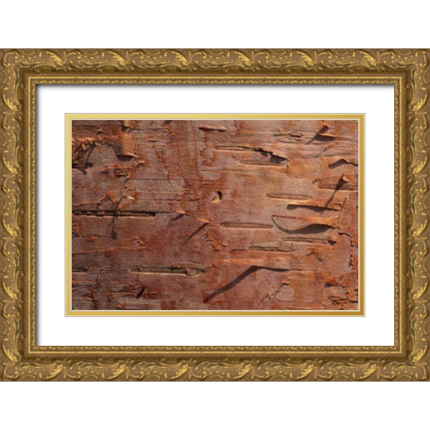 USA, Vermont Birch bark close-up Gold Ornate Wood Framed Art Print with Double Matting by Bush, Marie