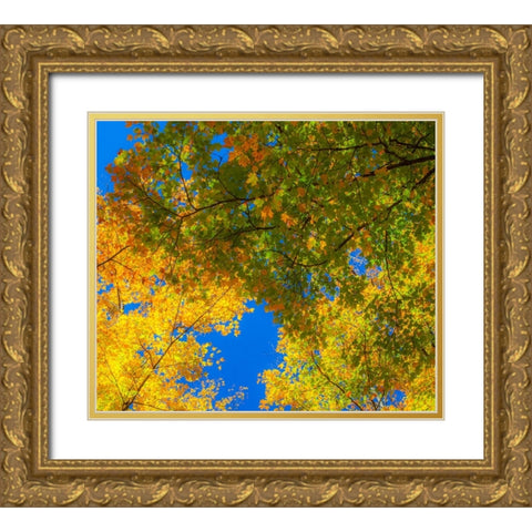 USA-New England-Vermont Autumn looking up into Sugar Maple Trees Gold Ornate Wood Framed Art Print with Double Matting by Gulin, Sylvia