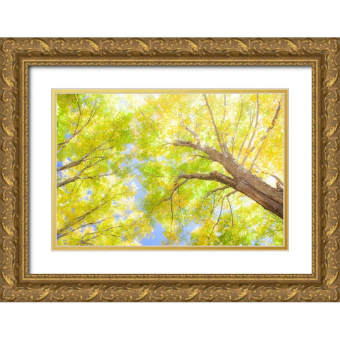 USA-New England-Vermont Autumn looking up into Sugar Maple Trees Gold Ornate Wood Framed Art Print with Double Matting by Gulin, Sylvia
