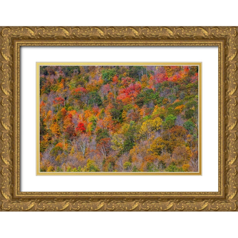 USA-New England-Vermont-Plymouth-Fall colors on hillside Gold Ornate Wood Framed Art Print with Double Matting by Gulin, Sylvia