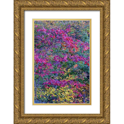 Virginia, McLean Scenic in Great Falls SP Gold Ornate Wood Framed Art Print with Double Matting by OBrien, Jay