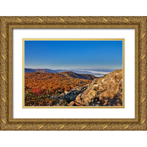 USA-Virginia-Shenandoah National Park-fall color in the park Gold Ornate Wood Framed Art Print with Double Matting by Looney, Hollice