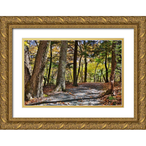 USA-Virginia-Shenandoah National Park-fall color in the park Gold Ornate Wood Framed Art Print with Double Matting by Looney, Hollice
