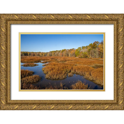 USA-Virginia-Alexandria-Huntley Meadows Park and fall color Gold Ornate Wood Framed Art Print with Double Matting by Looney, Hollice