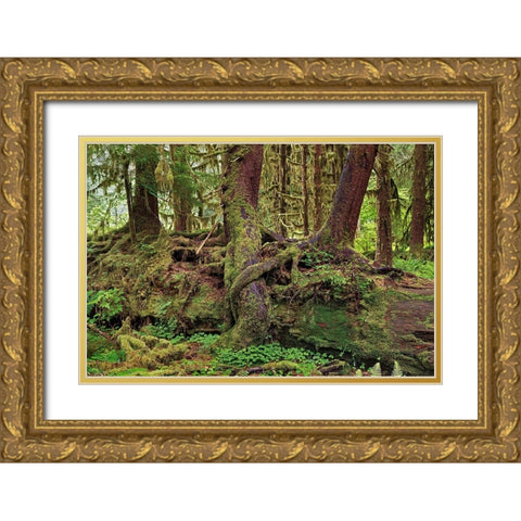 Nurse log and Big Leaf Maple tree draped with Club Moss-Hoh Rainforest-Olympic National Park Gold Ornate Wood Framed Art Print with Double Matting by Jones, Adam