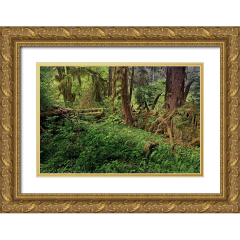 Nurse log and Big Leaf Maple tree draped with Club Moss-Hoh Rainforest-Olympic National Park Gold Ornate Wood Framed Art Print with Double Matting by Jones, Adam