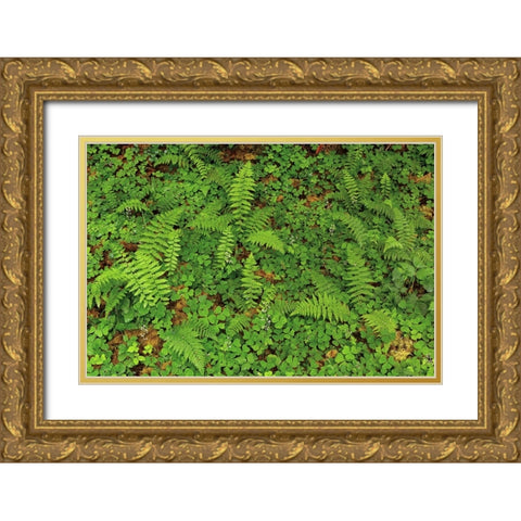 Ferns and sorrel on forest floor-Hoh Rainforest-Olympic National Park-Washington State Gold Ornate Wood Framed Art Print with Double Matting by Jones, Adam