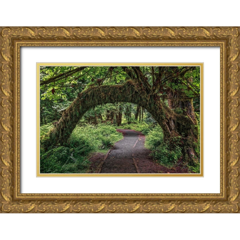 Footpath through forest draped with Club Moss-Hoh Rainforest-Olympic National Park-Washington State Gold Ornate Wood Framed Art Print with Double Matting by Jones, Adam