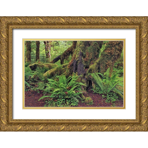 Big Leaf Maple tree draped with Club Moss-Hoh Rainforest-Olympic National Park-Washington State Gold Ornate Wood Framed Art Print with Double Matting by Jones, Adam