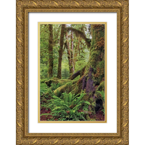 Ferns and Big Leaf Maple tree draped with Club Moss-Hoh Rainforest-Olympic National Park Gold Ornate Wood Framed Art Print with Double Matting by Jones, Adam