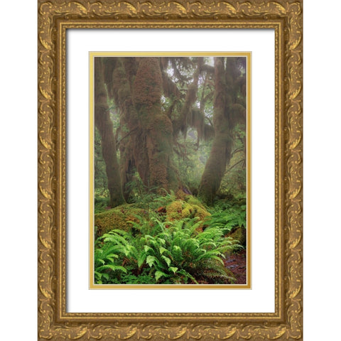 Big Leaf Maple tree draped with Club Moss-Hoh Rainforest-Olympic National Park-Washington State Gold Ornate Wood Framed Art Print with Double Matting by Jones, Adam
