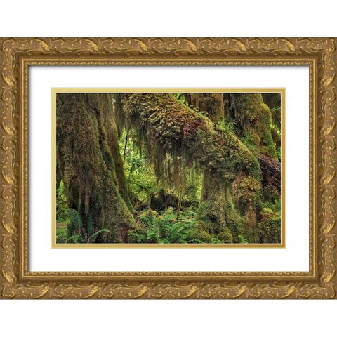 Big Leaf Maple tree draped with Club Moss-Hoh Rainforest-Olympic National Park-Washington State Gold Ornate Wood Framed Art Print with Double Matting by Jones, Adam