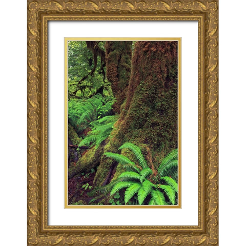 Big Leaf Maple tree draped with Club Moss-Hoh Rainforest-Olympic National Park-Washington State Gold Ornate Wood Framed Art Print with Double Matting by Jones, Adam
