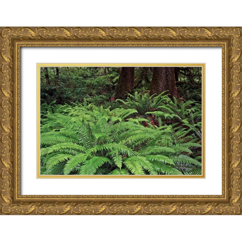 Ferns-Hoh Rainforest-Olympic National Park-Washington State Gold Ornate Wood Framed Art Print with Double Matting by Jones, Adam