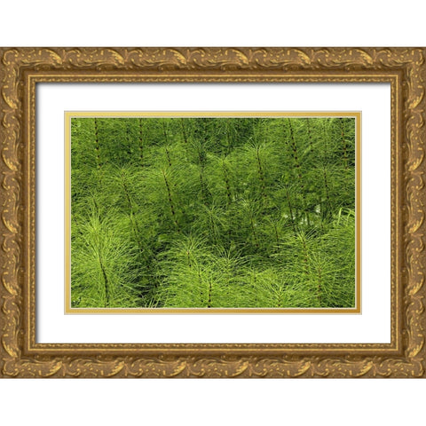 Horsetail ferns-Hoh Rainforest-Olympic National Park-Washington State Gold Ornate Wood Framed Art Print with Double Matting by Jones, Adam