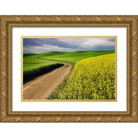 Rural farm road through yellow canola and green wheat crops Gold Ornate Wood Framed Art Print with Double Matting by Jones, Adam