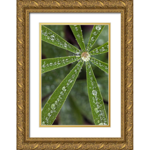 Lupine leaves and raindrops-Olympic National Park-Washington State Gold Ornate Wood Framed Art Print with Double Matting by Jones, Adam