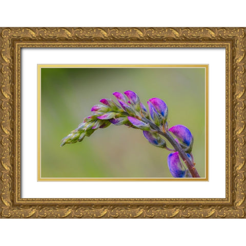Lupine flower opening up-Olympic National Park-Washington State Gold Ornate Wood Framed Art Print with Double Matting by Jones, Adam