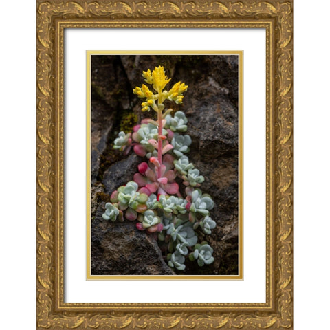 Broadleaf stonecrop-Olympic National Park-Washington State Gold Ornate Wood Framed Art Print with Double Matting by Jones, Adam