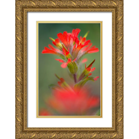 Indian paintbrush-Olympic National Park-Washington State Gold Ornate Wood Framed Art Print with Double Matting by Jones, Adam