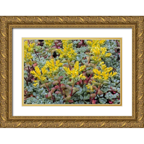 Broadleaf stonecrop-Olympic National Park-Washington State Gold Ornate Wood Framed Art Print with Double Matting by Jones, Adam