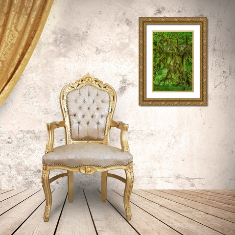 Big Leaf Maple tree draped with Club Moss-Hoh Rainforest-Olympic National Park-Washington State Gold Ornate Wood Framed Art Print with Double Matting by Jones, Adam