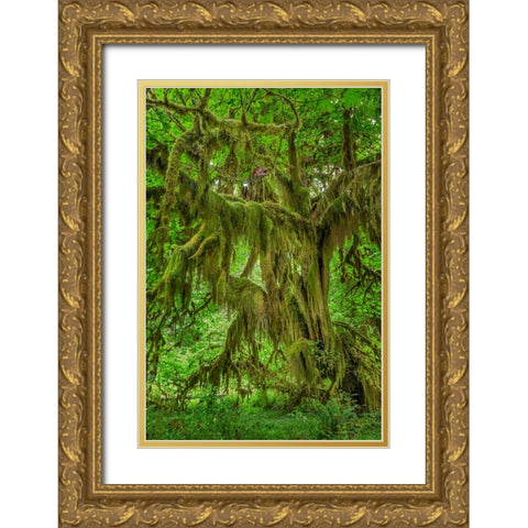Big Leaf Maple tree draped with Club Moss-Hoh Rainforest-Olympic National Park-Washington State Gold Ornate Wood Framed Art Print with Double Matting by Jones, Adam