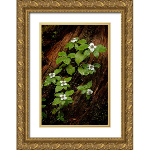 Dogwood bunchberry-Olympic National Park-Washington State Gold Ornate Wood Framed Art Print with Double Matting by Jones, Adam