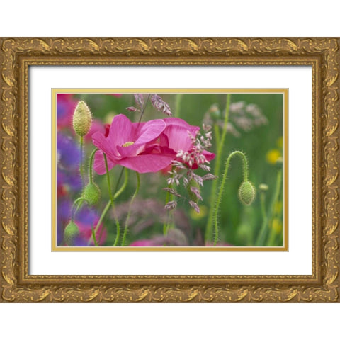 Washington, Bellingham, Shirley poppies Gold Ornate Wood Framed Art Print with Double Matting by Satushek, Steve