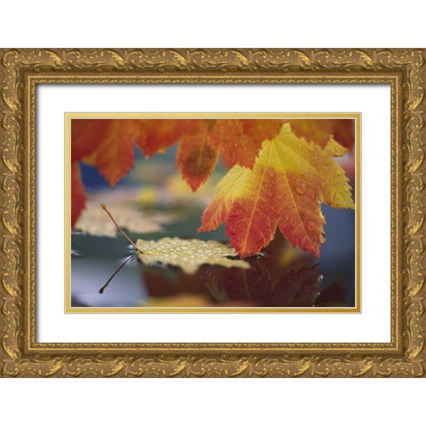 WA, Bellingham, Autumn vine maple leaves Gold Ornate Wood Framed Art Print with Double Matting by Satushek, Steve