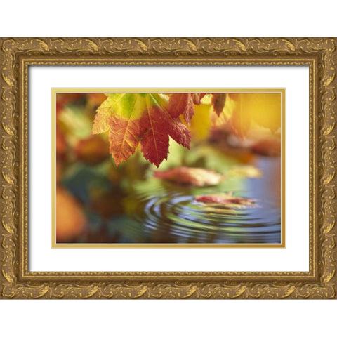 WA, Bellingham, Fall vine maple leaves over pool Gold Ornate Wood Framed Art Print with Double Matting by Satushek, Steve