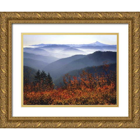 WA, Columbia Gorge, Mount Hood with huckleberry Gold Ornate Wood Framed Art Print with Double Matting by Terrill, Steve