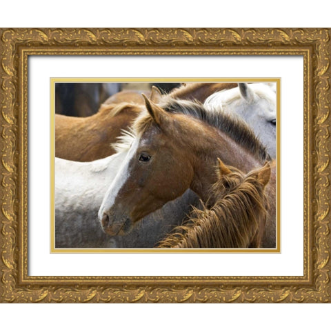 Washington, Malaga, Horse in corral after roundup Gold Ornate Wood Framed Art Print with Double Matting by Kirkland, Dennis