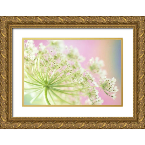 Washington, Cow parsnip flower Gold Ornate Wood Framed Art Print with Double Matting by Satushek, Steve