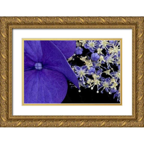 USA, Washington, Seattle Close-up of hydrangea Gold Ornate Wood Framed Art Print with Double Matting by Ross, Nancy ,  Steve