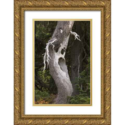 Washington, Mount Rainier NP Spooky ghost tree Gold Ornate Wood Framed Art Print with Double Matting by Paulson, Don