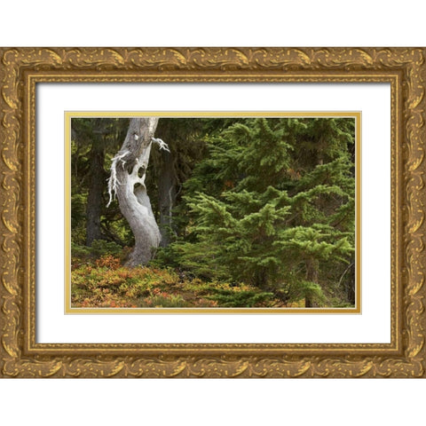 WA, Mount Rainier NP Spooky ghost tree in forest Gold Ornate Wood Framed Art Print with Double Matting by Paulson, Don