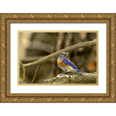 WA, Yakima Western bluebird with food for chicks Gold Ornate Wood Framed Art Print with Double Matting by Welling, Dave