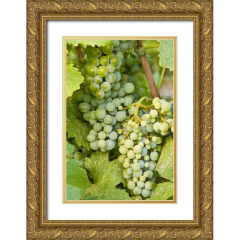 WA, Quincy Detail of Semillon grapes in vineyard Gold Ornate Wood Framed Art Print with Double Matting by Ross, Nancy ,  Steve