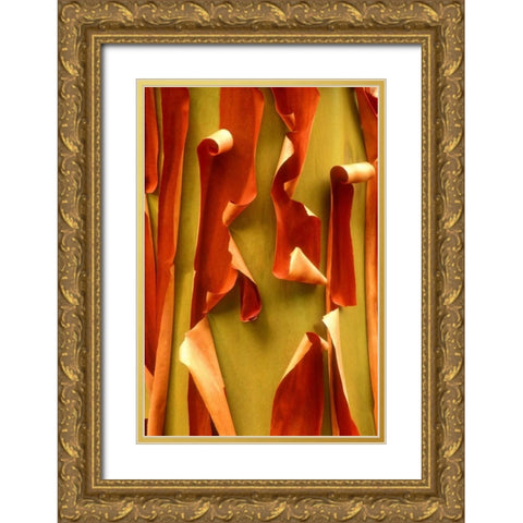 WA, Olympic NP Pacific Madrone tree bark detail Gold Ornate Wood Framed Art Print with Double Matting by Welling, Dave