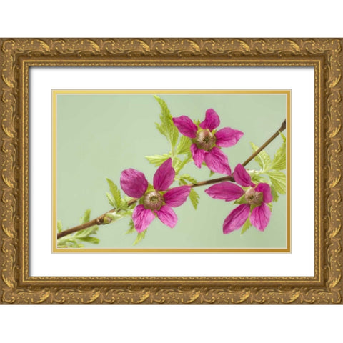 USA,WA, Salmonberry blossoms on branch in spring Gold Ornate Wood Framed Art Print with Double Matting by Paulson, Don