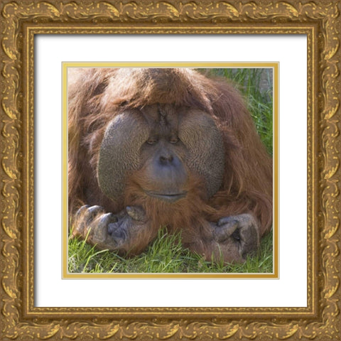 Washington, Seattle Close-up of male orangutan Gold Ornate Wood Framed Art Print with Double Matting by Paulson, Don