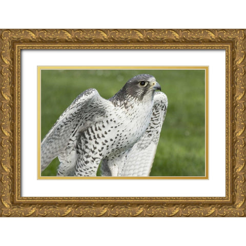 USA,Washington,Seattle Close-up of Gyrfalcon Gold Ornate Wood Framed Art Print with Double Matting by Paulson, Don