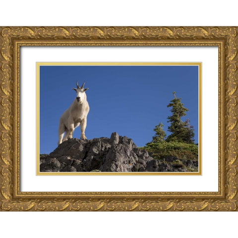 Olympic NP, Klahhane Ridge Male mountain goat Gold Ornate Wood Framed Art Print with Double Matting by Paulson, Don