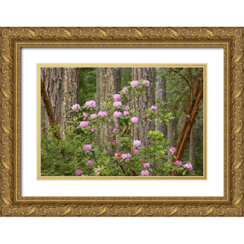 WA, Seabeck Rhododendron flowers grow in forest Gold Ornate Wood Framed Art Print with Double Matting by Paulson, Don