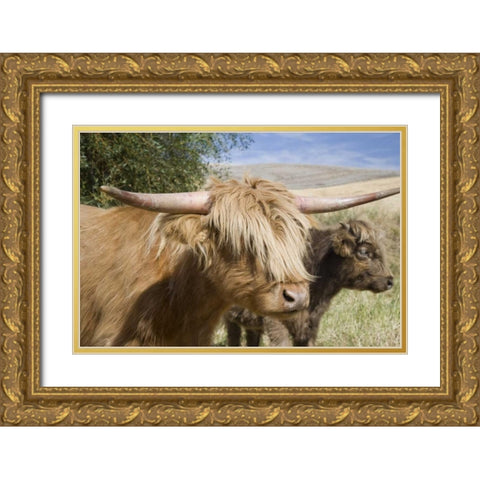 WA, Palouse Scottish highland cattle and calf Gold Ornate Wood Framed Art Print with Double Matting by Paulson, Don
