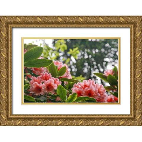 Washington, Seabeck Rhododendrons in a garden Gold Ornate Wood Framed Art Print with Double Matting by Paulson, Don