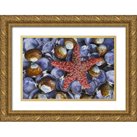 WA, Hood Canal, Seabeck Starfish and clam shells Gold Ornate Wood Framed Art Print with Double Matting by Paulson, Don