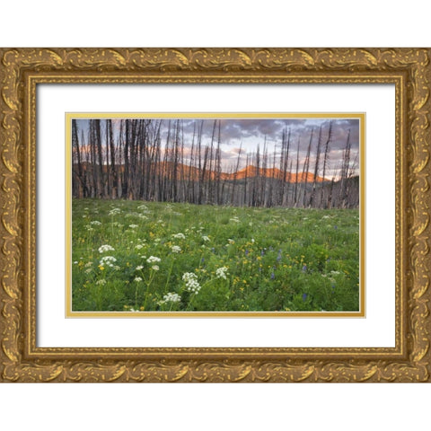 Washington, Mount Baker after a wildfire Gold Ornate Wood Framed Art Print with Double Matting by Paulson, Don