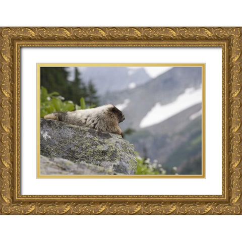 WA, Cascade Pass Marmot sitting on rock  Gold Ornate Wood Framed Art Print with Double Matting by Paulson, Don